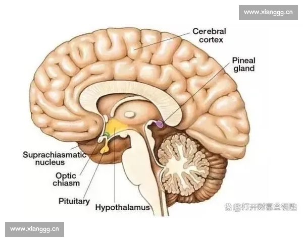 海马体在记忆与情绪调节中的关键作用及其神经机制研究新进展